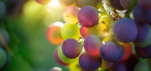 jpeg-optimizer-marmelada-stafyli-tis-giagias-evdokias