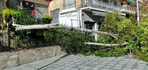 ipeg-optimizer - ptosi-dentrou-thessaloniki-Ianouarios-2023