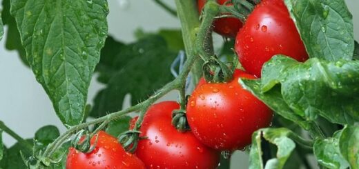 jpeg-optimizer- chroma-kai-gefsi-stis-ntomates