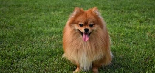 jpeg-optimizer_8-prostima-se-idioktites-ton-zoon-sintrofias-sti-thessaloniki