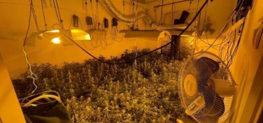 jpeg-optimizer_kannabi- ampelokipoi-xirokrini