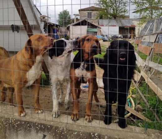 jpeg-optimizer_skilia-volvi-ena