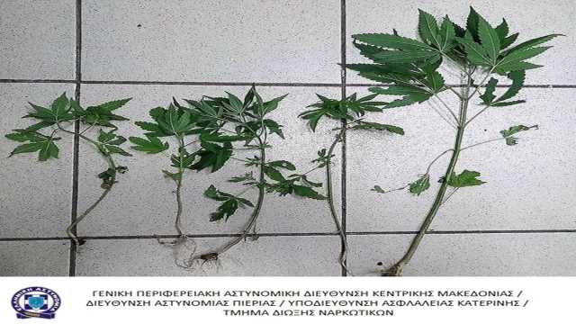jpeg-optimizer_kataschesi dendrillion kavvabis YA Katerinis
