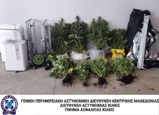 Kataschesi dendrillon kannabis TA Kilkis