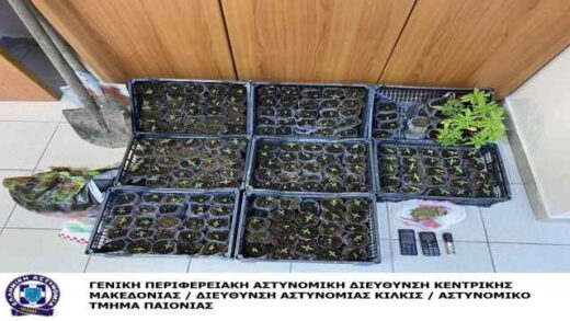 jpeg-optimizer_2-andres-sinelifthisan-gia-kalliergeia-185-fiton-kannabis-stin-imathia