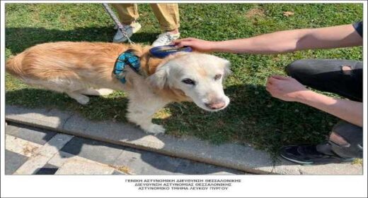 jpeg-optimizer_elegchoi-se-despozomena-zoa-sintrofias-sti-thessaloniki