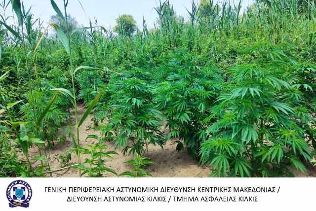 jpeg-optimizer_entopismos-fiteias-kannabis-sti-Thessaloniki