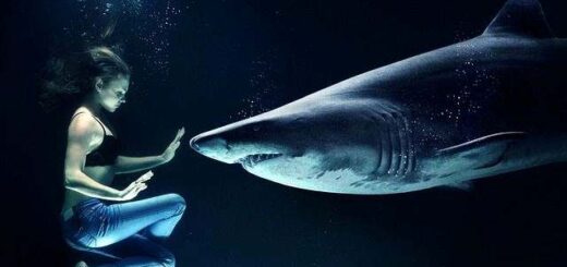 jpeg-optimizer_i-istoria-tou-karcharia- kai-ta-sinaisthimatika-ebovia