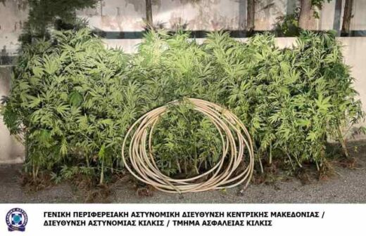 jpeg-optimizer_Kataschesi-62-dendrilion-Kannavis-Serres-TA Kilkis