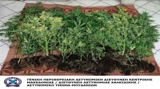 jpeg-optimizer_gia-kalliergia-43-dendrillion-kannabis-sinelifthiasan-2-andres-sti-Chalkidiki