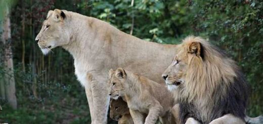 jpeg-optimizer_to-mikro-liontari-i-sofia-tis-iaianas-ki-i-tapeinotita