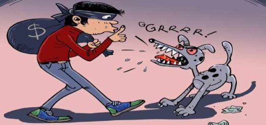 6-ipotheseis-klopon-exichniasan-oi-astinomikoi-tou-tmimatos-Asfaleias-Thermaikou