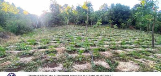 Fiteia-me-epano-apo-2800-dendrillia-kannavis-entopistike-se-periochi-tis-Larisas