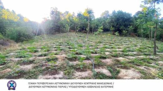 Fiteia-me-epano-apo-2800-dendrillia-kannavis-entopistike-se-periochi-tis-Larisas