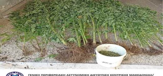 Gia-kalliergia-kai-katochi-kannavis-sinelifthi-enas-andras-se-periochi-tis-Pellas