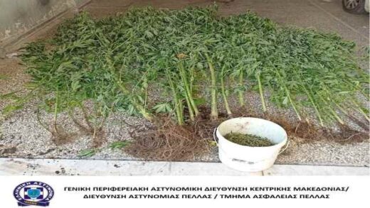 Gia-kalliergia-kai-katochi-kannavis-sinelifthi-enas-andras-se-periochi-tis-Pellas
