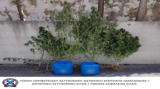 jpeg-optimizer_Kalliergeia- 9-dendrillion-kannavis-ipsous-ano-ton-2 metron-entopistike-stis-Serres