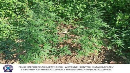 jpeg-optimizer_sillipsi-kalliergiti-kannavis-stis-Serres