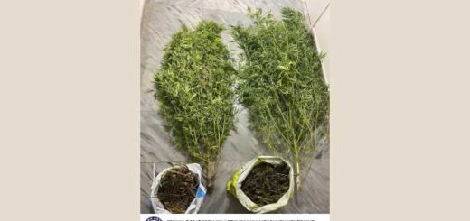 Sillipsi-andra-gia-kalliergia-dendrillion-kannavis-sti-Pella