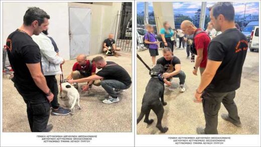 151-elegchoi-se-zoa-sintrofias-kai-38-prostima-se-idioktites-tous-sti-thessaloniki