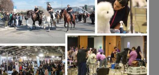 Megali-proselefsi-episkepton-stin-13i-Zootechnia