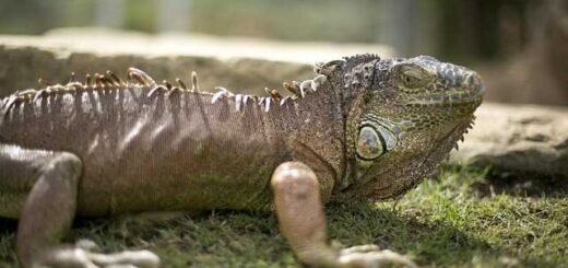 Poios-einai-o-vasilias-tis-Antarktikis