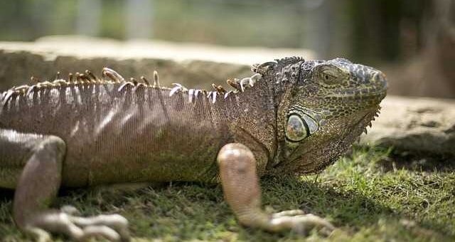 Poios-einai-o-vasilias-tis-Antarktikis