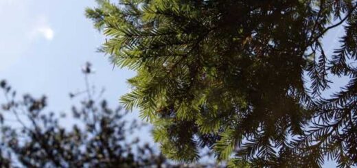 Epeigontos prepei na prostateftei o itamos stin Ellada