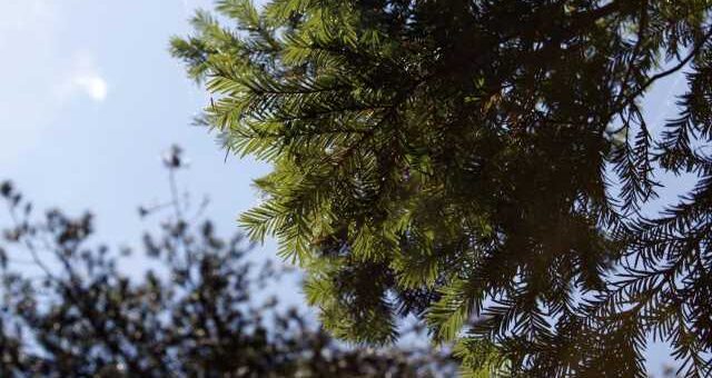 Epeigontos prepei na prostateftei o itamos stin Ellada